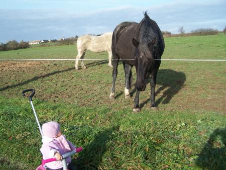 Mon ami le cheval